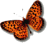 monarch butterfly image